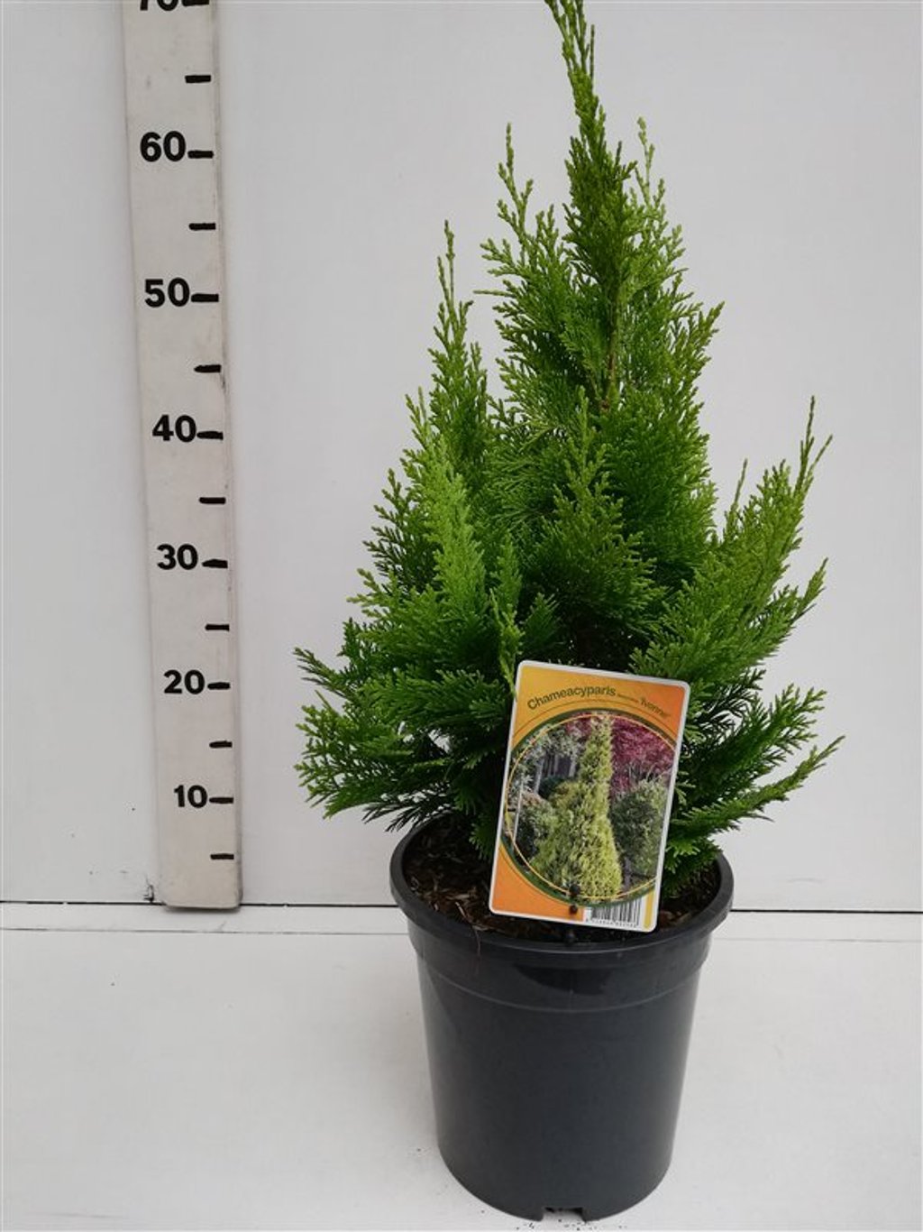 Chamaecyparis l. 'Ivonne' - C3 40-50 CM